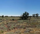 Outback