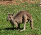 Känguruh
