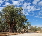 Big Gum Tree