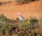 Rosa Kakadu
