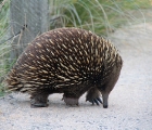 Echidna