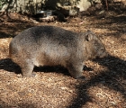 Wombat