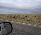 Emus