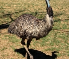 Emu