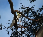 Kakadu
