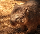 Wombat