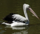Pelikan