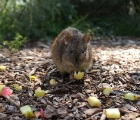 Beutelmaus