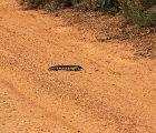 Echse Grampians