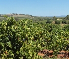 Barossa Valley