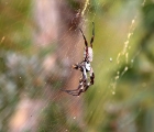 Spinne