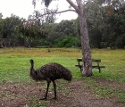 Emu