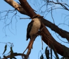 Kookaburra