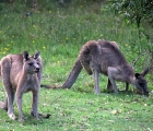 Kängurus