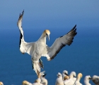 Neuseeland-Nordinsel