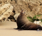 Pelzrobbe am Strand von Castlepoint