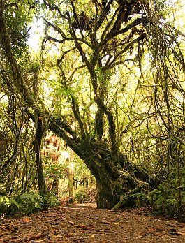 Bemooste Bäume auf dem Ruakuri-Bushwalk.