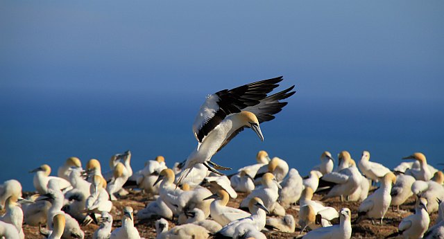 Landeanflug eines Tölpels