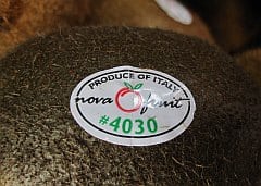 IMG_4563_Kiwi_aus_Italien_240 Italienische Kiwi