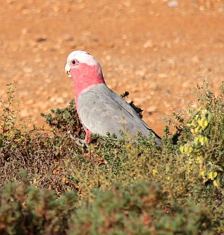 Rosa Kakadu