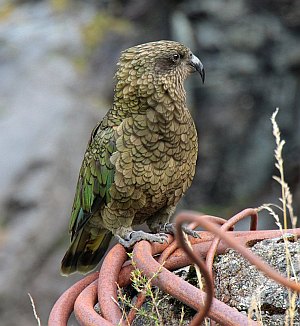 Kea