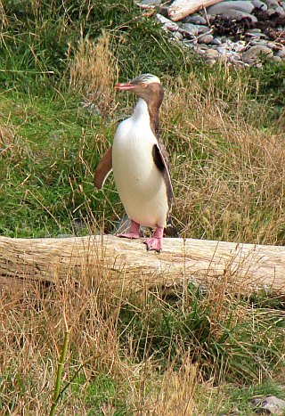 Gelbaugenpinguin