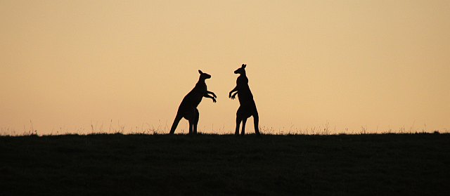 Begegnung Känguru