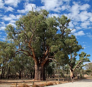 Giant Gum Tree