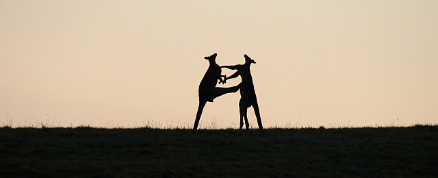 Känguru-Karate