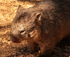 Wombat Cleland Wildlife Park