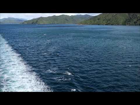 Delfine in den Marlborough Sounds
