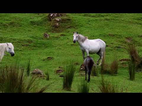 Verwilderte Pferde am Forgotten World Highway