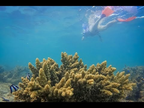 Schnorcheln am Ningaloo Reef