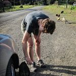 IMG_3118_309_Schweinchen02_280 Schweinchen in Neuseeland