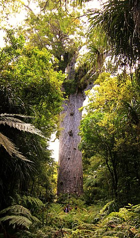 Tane Mahuta