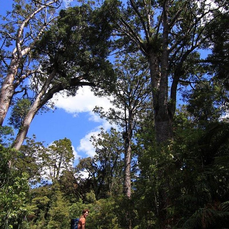 IMG_3243_Kauri_Track01