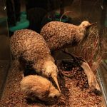 Kiwifamilie Kiwifamilie