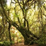 P_IMG_3840_Ruakuri_01_265 Bemooste Bäume auf dem Ruakuri-Bushwalk.