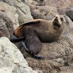 Pelzrobbe Pelzrobbe beim Säugen