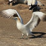 Tölpel bei Cape Kidnappers Tölpel / Neuseeland