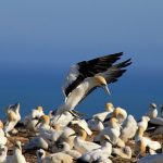 Tölpel / Cape Kidnappers Landeanflug eines Tölpels