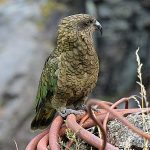 Kea Kea