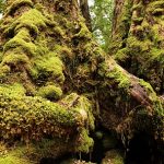 Regenwald Bemooste Bäume