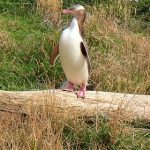 Ein Gelbaugenpinguin Gelbaugenpinguin