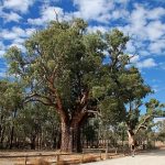 Big_Gum_Tree_300 Giant Gum Tree