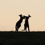 Ringkampf Auf's Maul