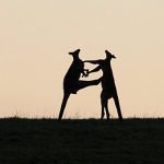 Freestyle Känguru-Karate