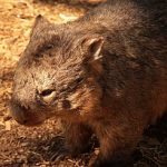 Wombat Wombat Cleland Wildlife Park