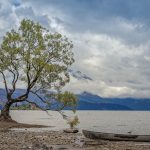 Wanaka Tree