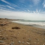 Robbe am Strand